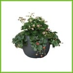 Aardbeibol - Afbeelding 2