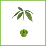 Avocado Grow - Afbeelding 3
