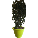 Romana - Afbeelding 3