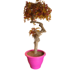 Romana - Afbeelding 4