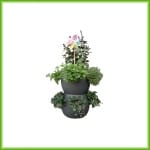 Aardbeibol - Afbeelding 4