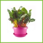 Vario - Afbeelding 3